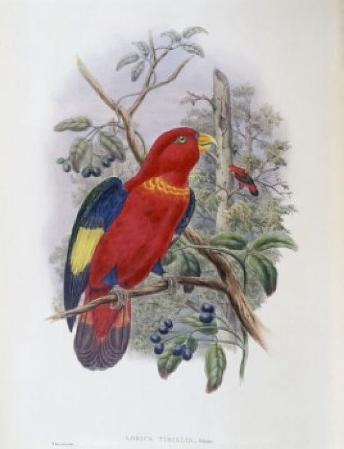 Blue-thighed Lory John Gould (1804-1881 British) Canvas Art - John Gould (18 x 24)