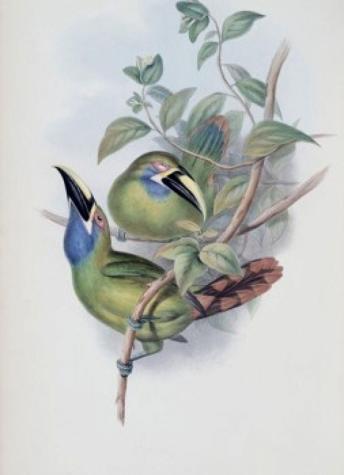 Blue-throated Groove-bill (Toucan) John Gould (1804-1881 British) Canvas Art - John Gould (24 x 36)