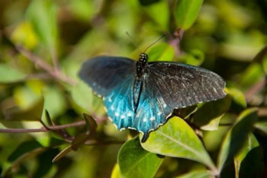 Blue tinted Butterfly on a leaf Canvas Art - Panoramic Images (36 x 24)
