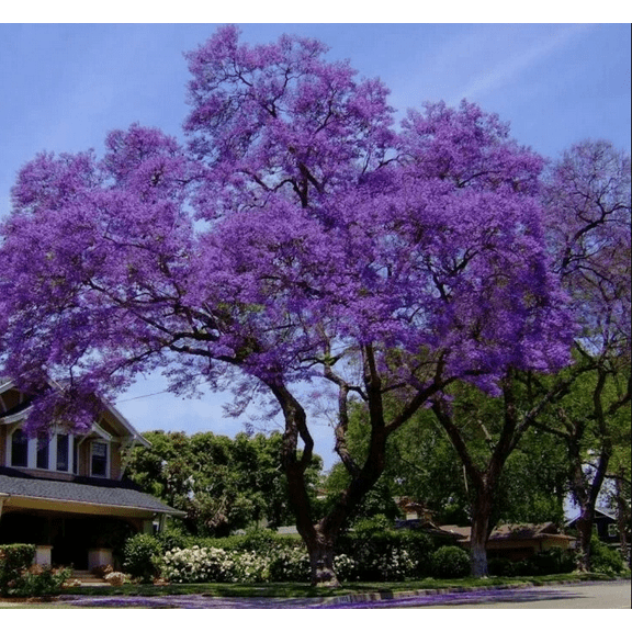 Blue to Purple Jacaranda Tree Jacaranda Mimosifolia Plant Blue Flamboyant Tree 6-12 Inch Tall
