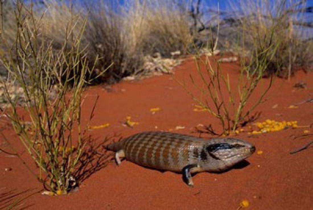 Blue-tongued Skink lizard Ayers Rock Australia Canvas Art - Kevin Schafer DanitaDelimont (27 x 18)
