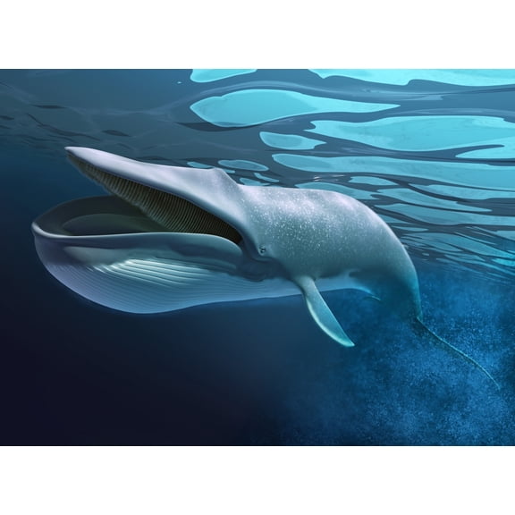 Blue whale underwater with caustics on surface Poster Print