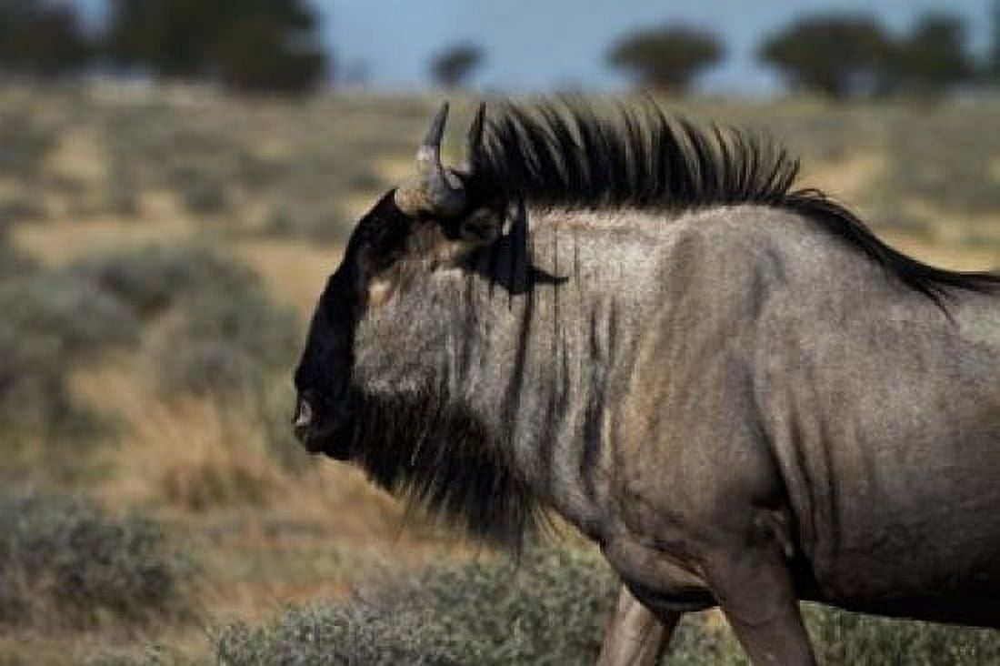 Blue wildebeest Connochaetes taurinus Etosha NP Namibia Africa Canvas Art - David Wall DanitaDelimont (24 x 15)