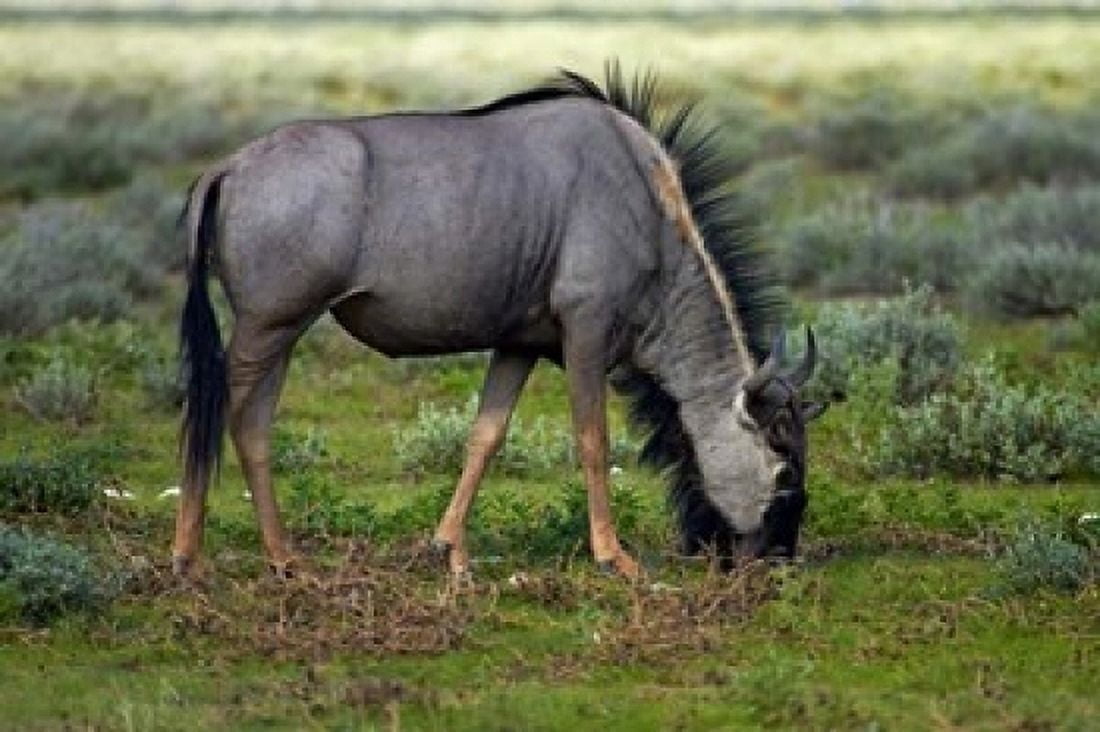 Blue wildebeest Etosha National Park Namibia Canvas Art - David Wall DanitaDelimont (24 x 15)