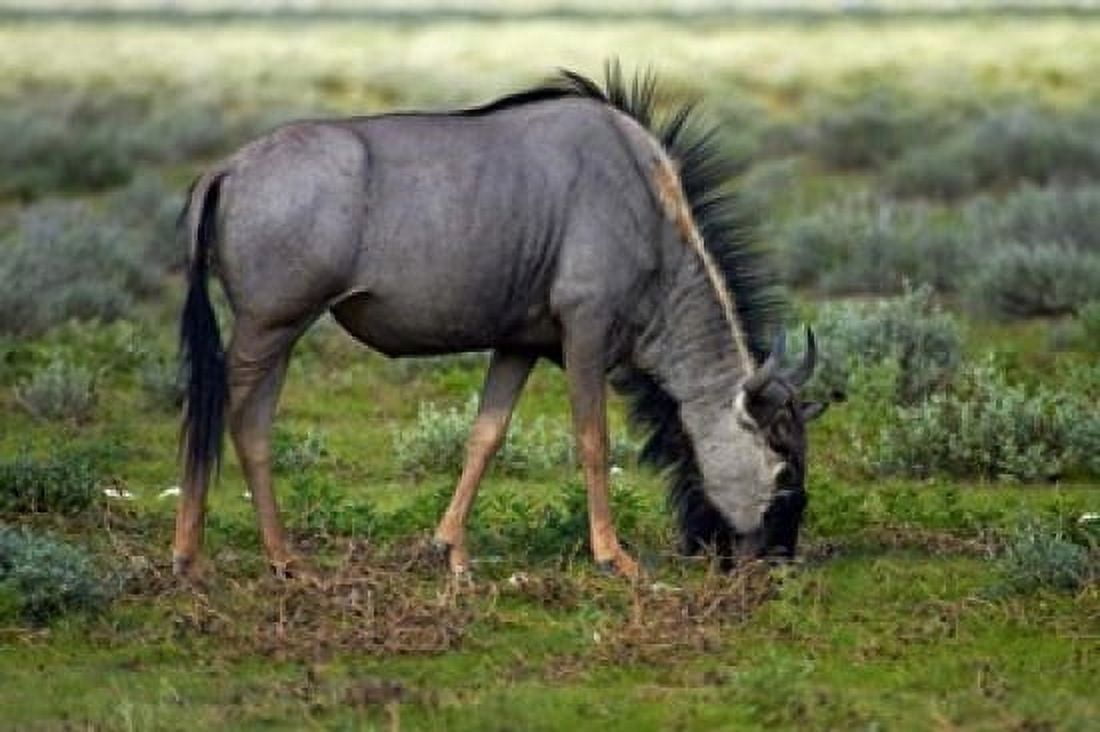 Blue wildebeest Etosha National Park Namibia Canvas Art - David Wall DanitaDelimont (35 x 24)