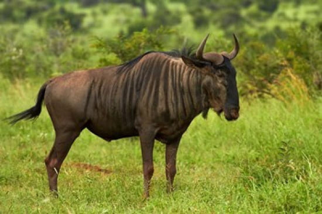 Blue wildebeest Kruger National Park South Africa Canvas Art - David Wall DanitaDelimont (35 x 24)
