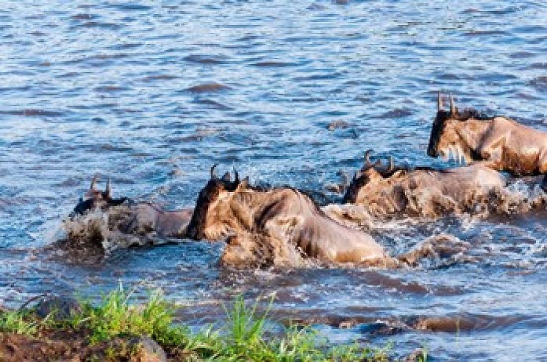 Blue wildebeest crossing the Mara River Maasai Mara Kenya Canvas Art - Nico Tondini DanitaDelimont (35 x 23)