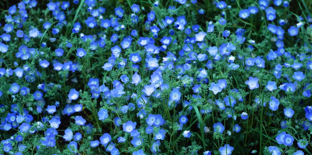 Blue wildflowers California USA Canvas Art - Panoramic Images (36 x 12)