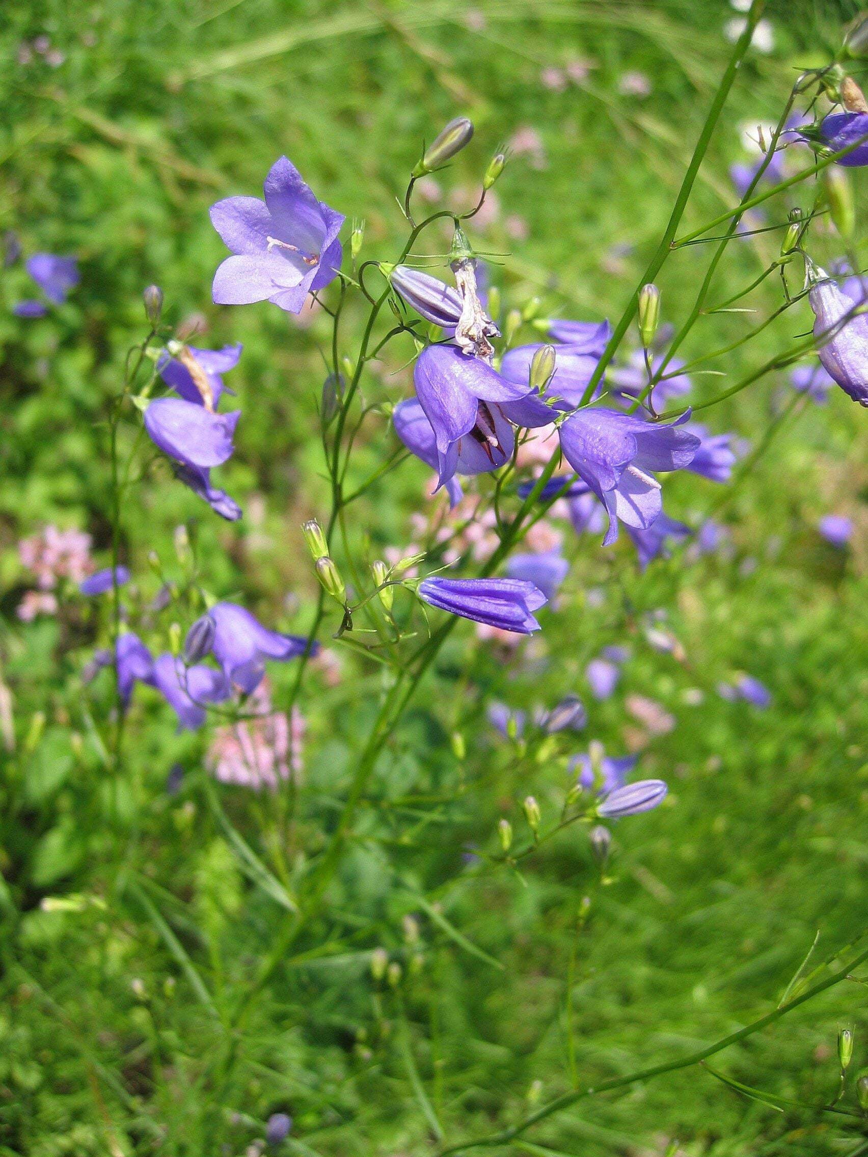 Bluebell - Campanula Rotundifolia