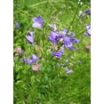 thumbnail image 1 of Bluebell - Campanula Rotundifolia, 1 of 1