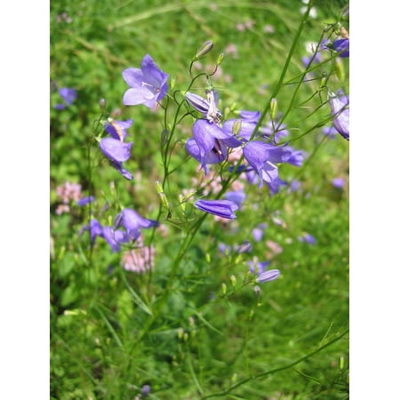 Bluebell - Campanula Rotundifolia