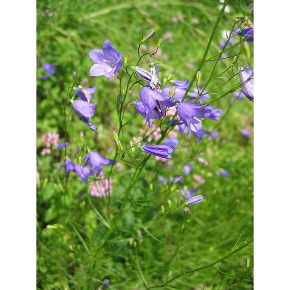 Bluebell - Campanula Rotundifolia