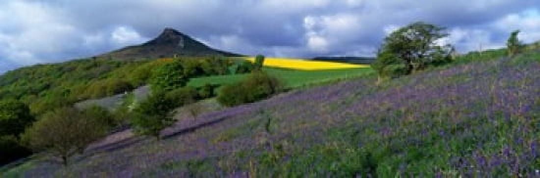 Bluebell Flowers In A Field Cleveland North Yorkshire England United Kingdom Canvas Art - Panoramic Images (18 x 6)