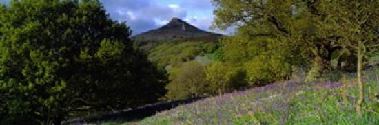 Bluebell Flowers In A Field Cleveland North Yorkshire England United Kingdom Canvas Art - Panoramic Images (36 x 12)