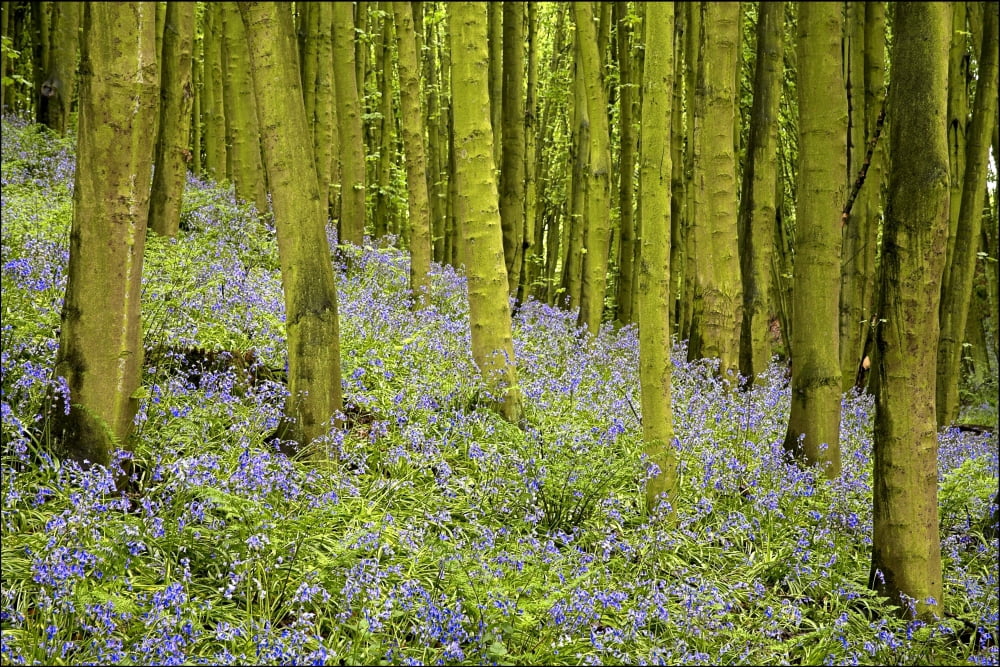 Bluebell Wood Impression Canvas Art - Chris Upton Design Pics (17 x 11)