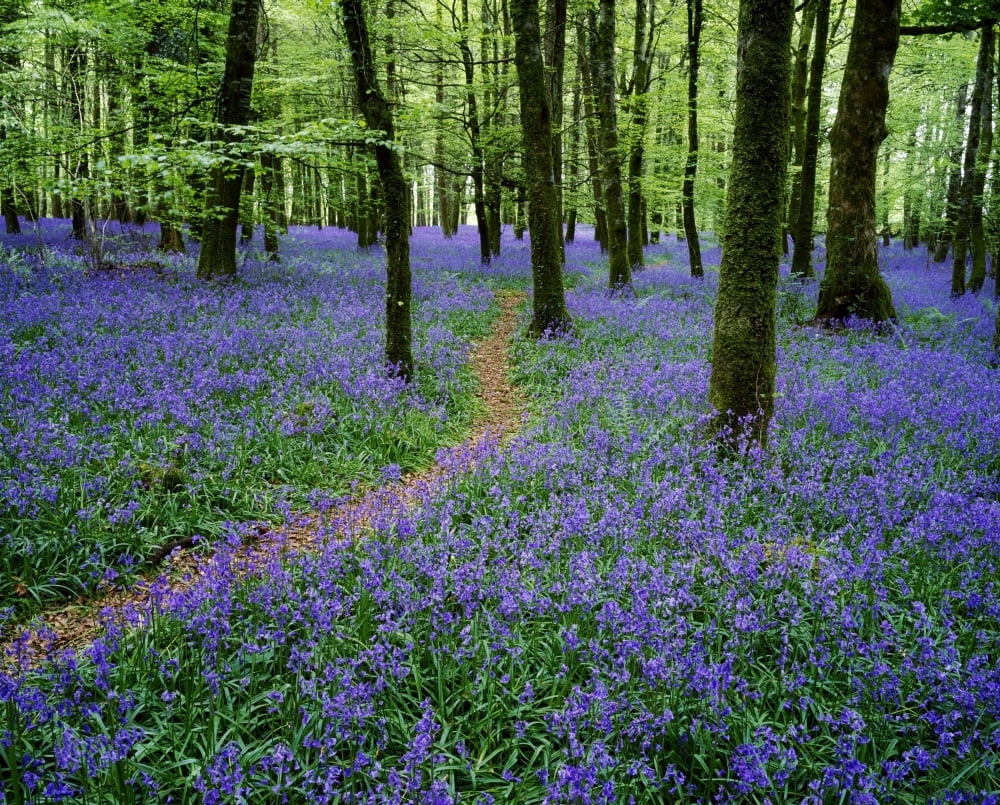 Bluebell Wood Near Boyle Co Roscommon Ireland Canvas Art - The Irish Image Collection Design Pics (34 x 26)