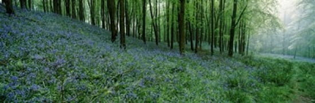 Bluebell Wood near Beaminster Dorset England Canvas Art - Panoramic Images (18 x 6)