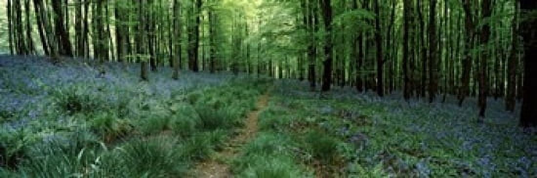 Bluebell Wood near Beaminster Dorset England Canvas Art - Panoramic Images (18 x 6)