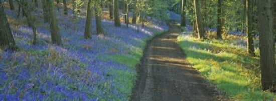 Bluebell flowers along a dirt road in a forest Gloucestershire England Canvas Art - Panoramic Images (36 x 13)