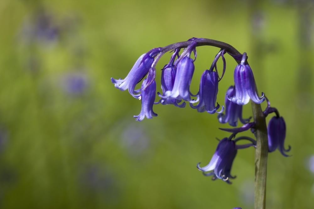 Bluebell (hyacinthoides)Northumberland england Canvas Art - John Short Design Pics (19 x 12)