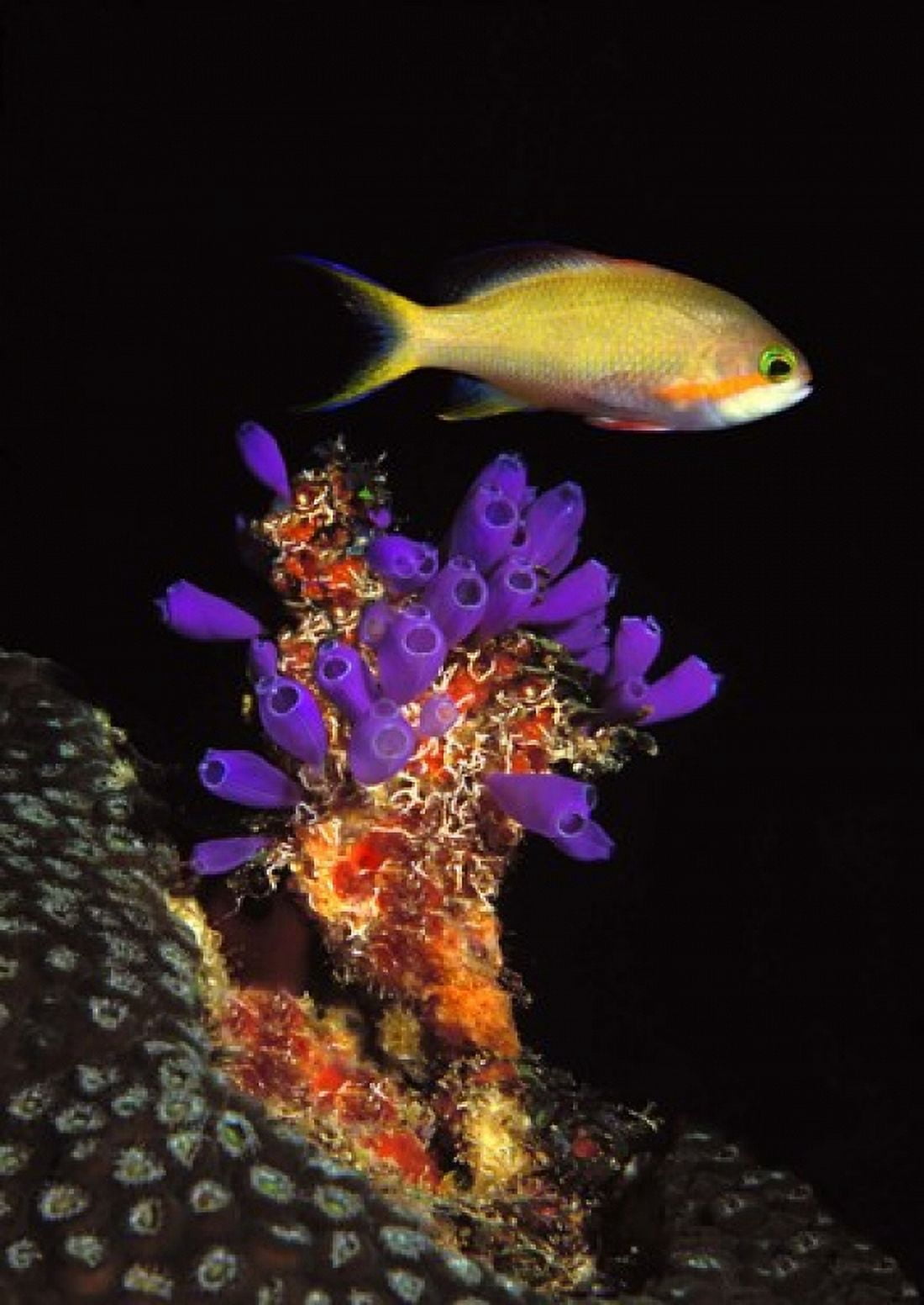 Bluebell tunicate (Clavelina puertosecensis) and Anthias Fish (Pseudanthias lori) in the sea Canvas Art - Panoramic Images (24 x 18)