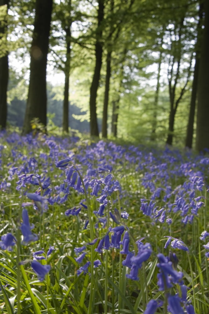 Bluebells Along The Forest Floor Canvas Art - John Short Design Pics (11 x 17)