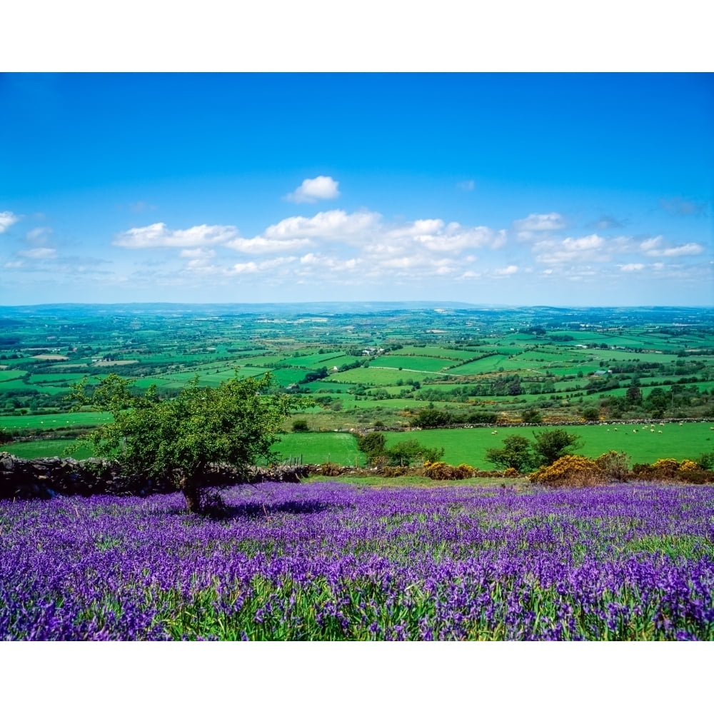 Bluebells Borris Co Carlow Ireland by The Irish Image Collection ...