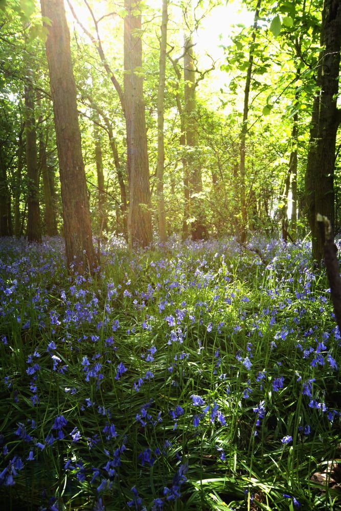 Bluebells Growing On A Forest Floor Northumberland England Canvas Art - John Short Design Pics (24 x 38)