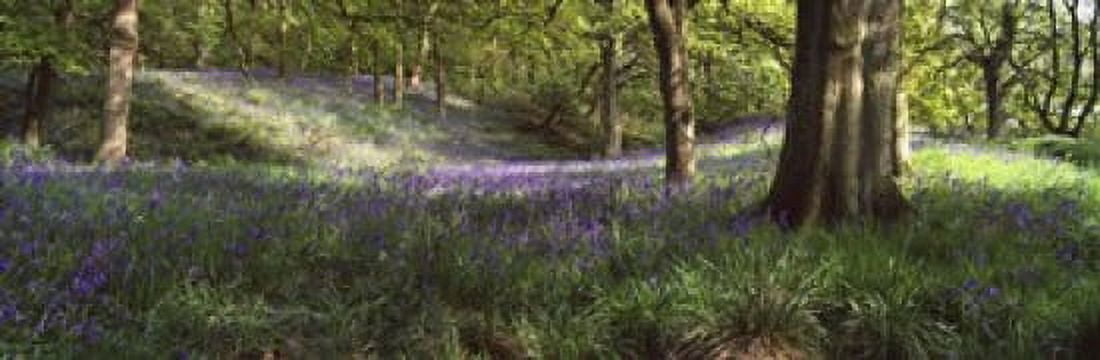 Bluebells In A Forest Newton Wood Texas USA Canvas Art - Panoramic Images (18 x 6)