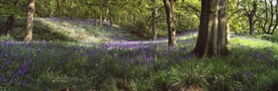 Bluebells In A Forest Newton Wood Texas USA Canvas Art - Panoramic Images (36 x 12)
