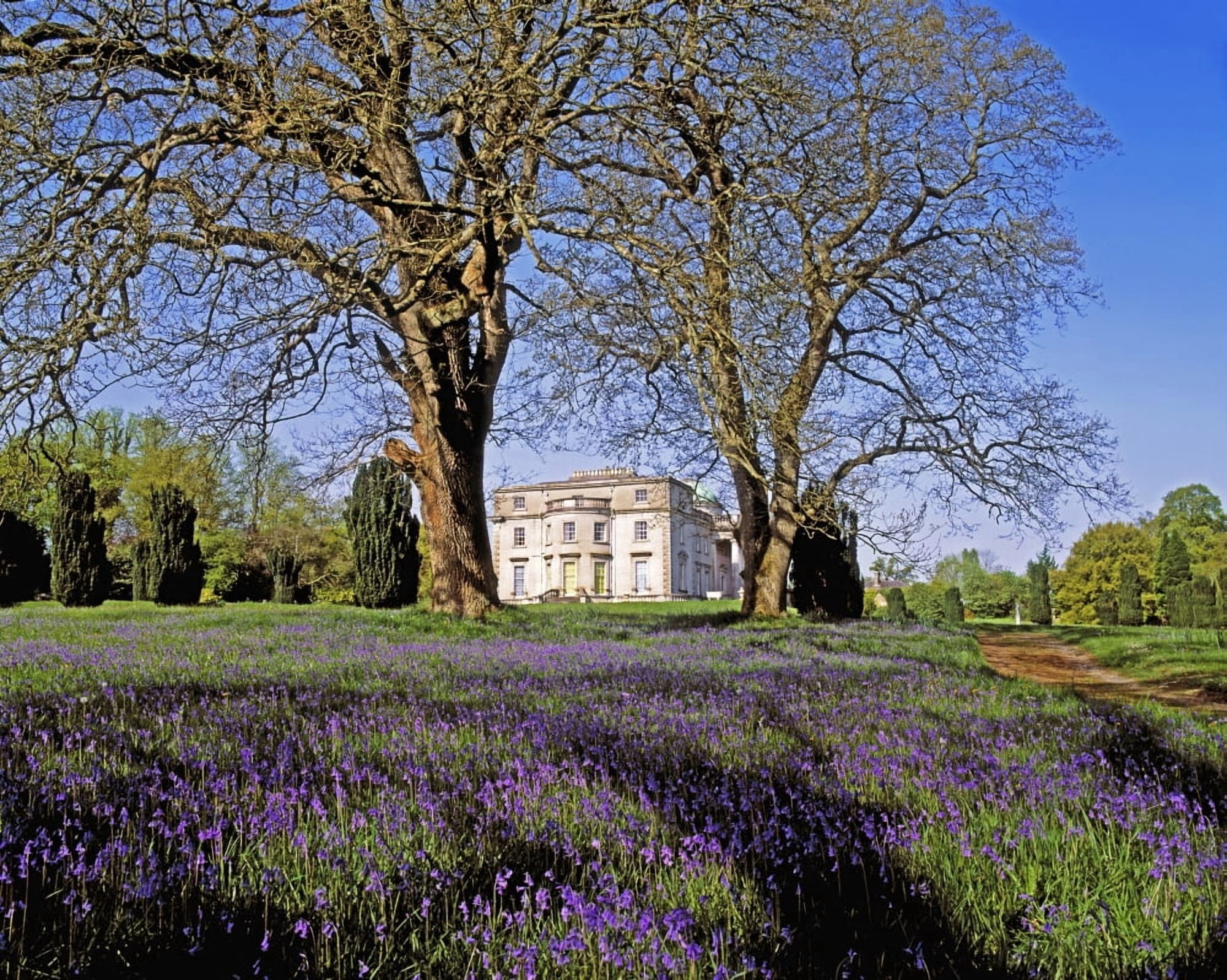 Bluebells In The Pleasure Grounds Emo Court Co Laois Ireland Canvas Art - The Irish Image Collection Design Pics (15 x 12)