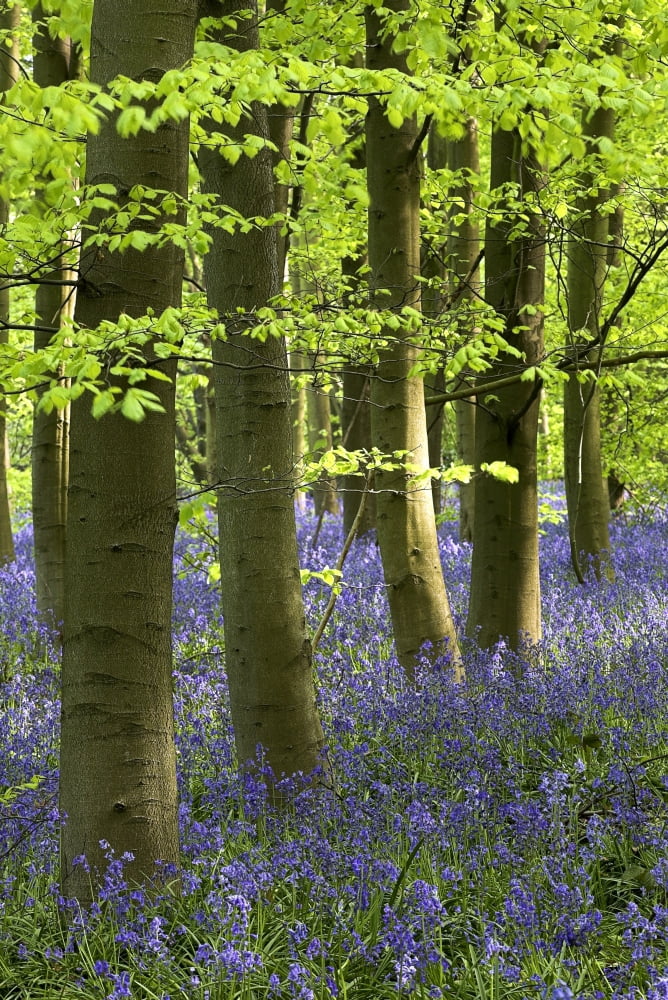 Bluebells In The Woods Nottinghamshire England Canvas Art - Chris Upton Design Pics (22 x 34)