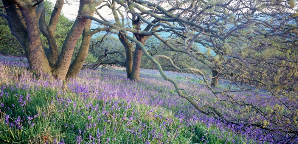 Bluebells N Yorkshire England Canvas Art - Panoramic Images (25 x 12)