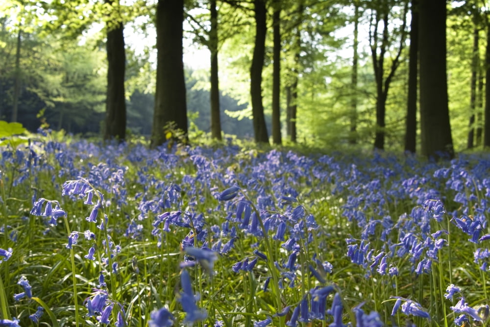 Bluebells On Forest Floor Canvas Art - John Short Design Pics (34 x 22)