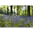 thumbnail image 1 of Bluebells On Forest Floor Poster Print by John Short, 34 x 22 - Large, 1 of 1