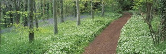 Bluebells and garlic along footpath in a forest Killerton Exe Valley Devon England Canvas Art - Panoramic Images (36 x 12)