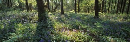 Bluebells growing in a forest Exe Valley Devon England Canvas Art - Panoramic Images (36 x 12)