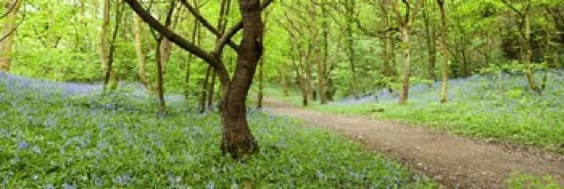 Bluebells growing in a forest Woolley Wood Sheffield South Yorkshire England Canvas Art - Panoramic Images (18 x 6)