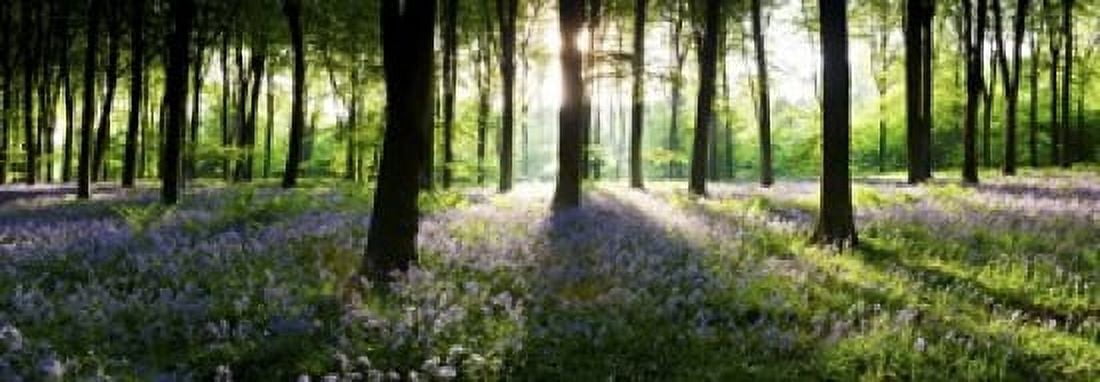 Bluebells growing in a forest in the morning Micheldever Hampshire England Canvas Art - Panoramic Images (18 x 7)
