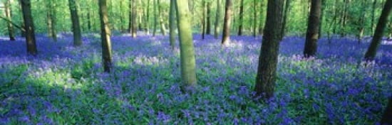 Bluebells in a forest Charfield Gloucestershire England Canvas Art - Panoramic Images (36 x 12)
