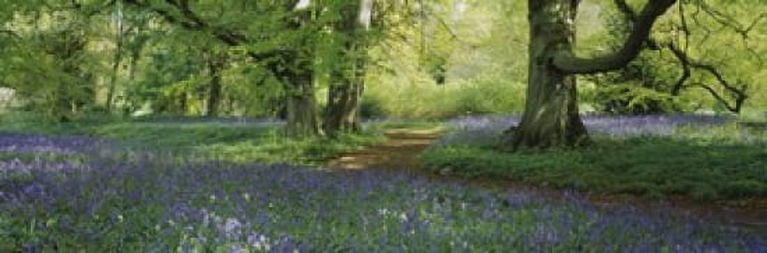 Bluebells in a forest Thorp Perrow Arboretum North Yorkshire England Canvas Art - Panoramic Images (18 x 6)