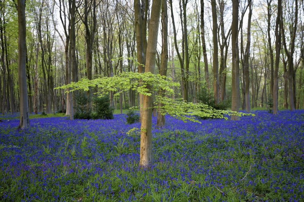 Bluebells in the woods Hampshire England Canvas Art - Chris Caldicott Design Pics (19 x 12)