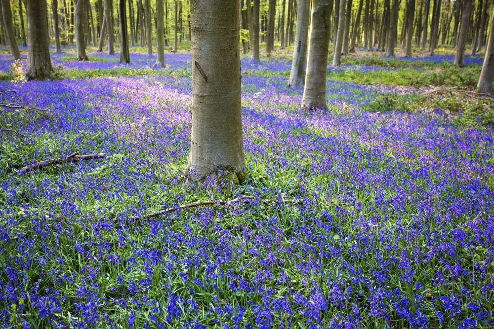 Bluebells in the woods Hampshire England Canvas Art - Chris Caldicott Design Pics (19 x 12)