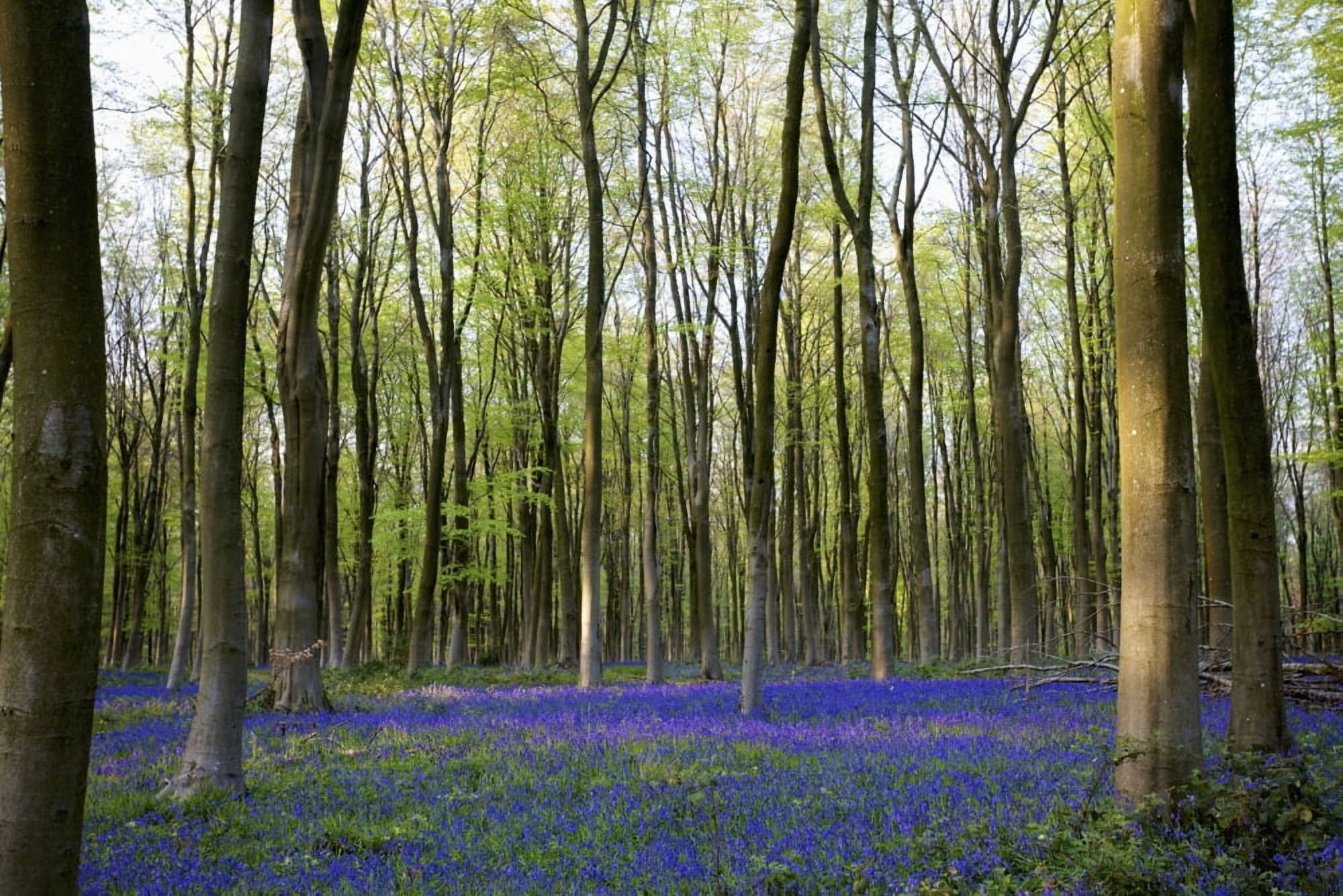 Bluebells in the woods Hampshire England Canvas Art - Chris Caldicott Design Pics (19 x 12)