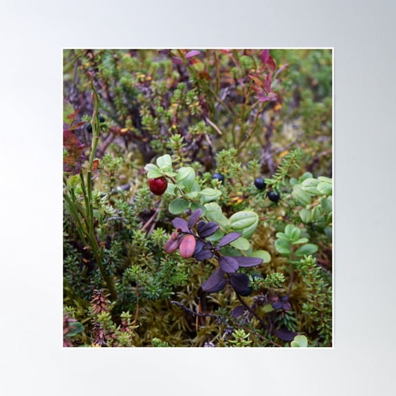 Blueberries In The Forest Poster Wall Art, Modern Wall Decor, 8x12 UNFRAMED
