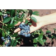 Blueberry Blueray Plant in a 4 inch Pot