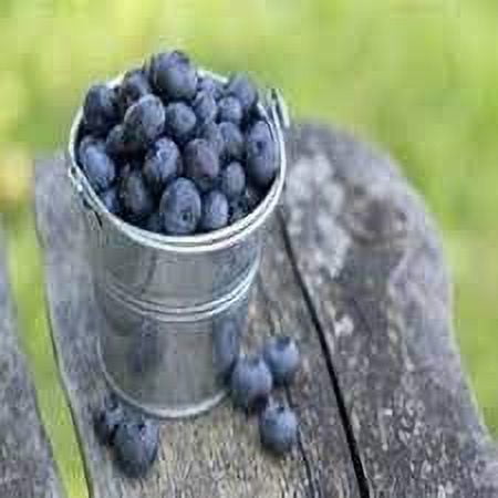 Blueberry Fragrance Sample Pack 5-1 oz. Bottles in Each Pack for Candle Making, Soap Making, Tart Making, Room Sprays, Lotions, Car Fresheners, Slime, Bath Bombs, Warmers