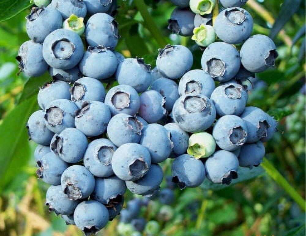 Great Garden Blueberry Fruit Bush 50 Seeds Autumn Color Change Walmart
