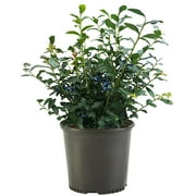 Expert Gardener Blueberry O'Neal Live Shrub (2.25 Gallon)