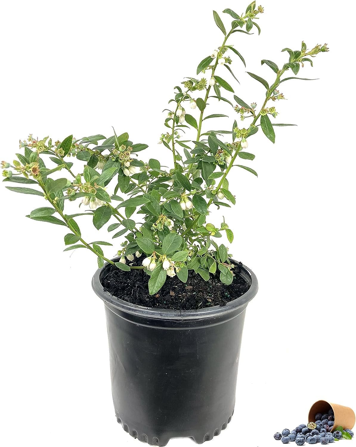 Blueberry Plant 5 Live Plants in 6 Inch Growers Pots Grower's